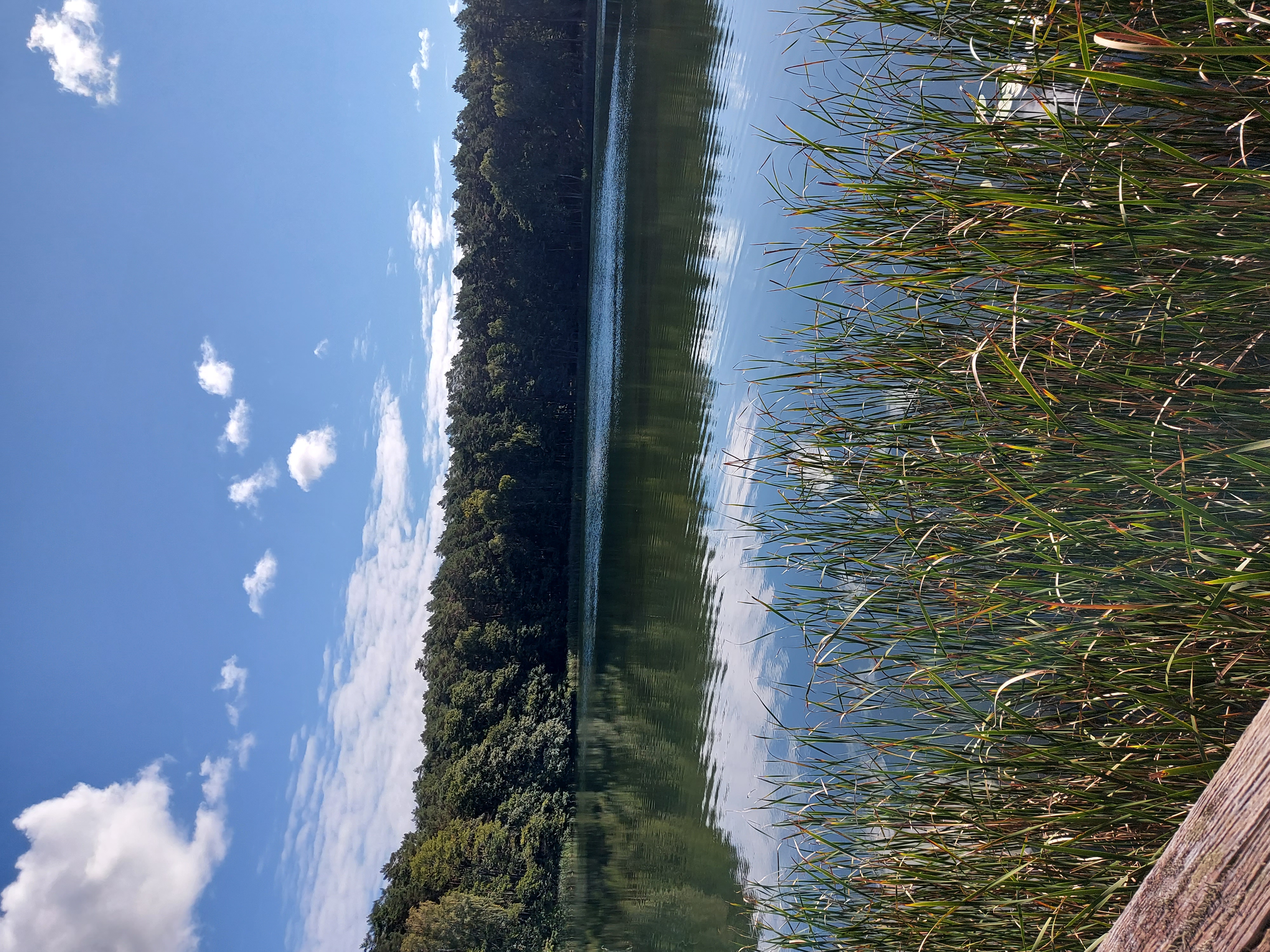 Jezioro z perspektywy pomostu. Na pierwszym planie trawy, na drugim planie las otaczający jezioro
